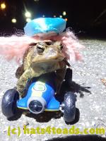 /home//u458753944/public_html/sourcegallery/////Roxborough Toad Detour/2022/2022-04-14 and 04-13/P4141008.JPG